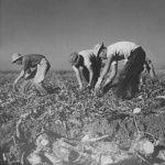 Former incarcerees from Los Angeles pulling beets in field near Milliken, Colorado